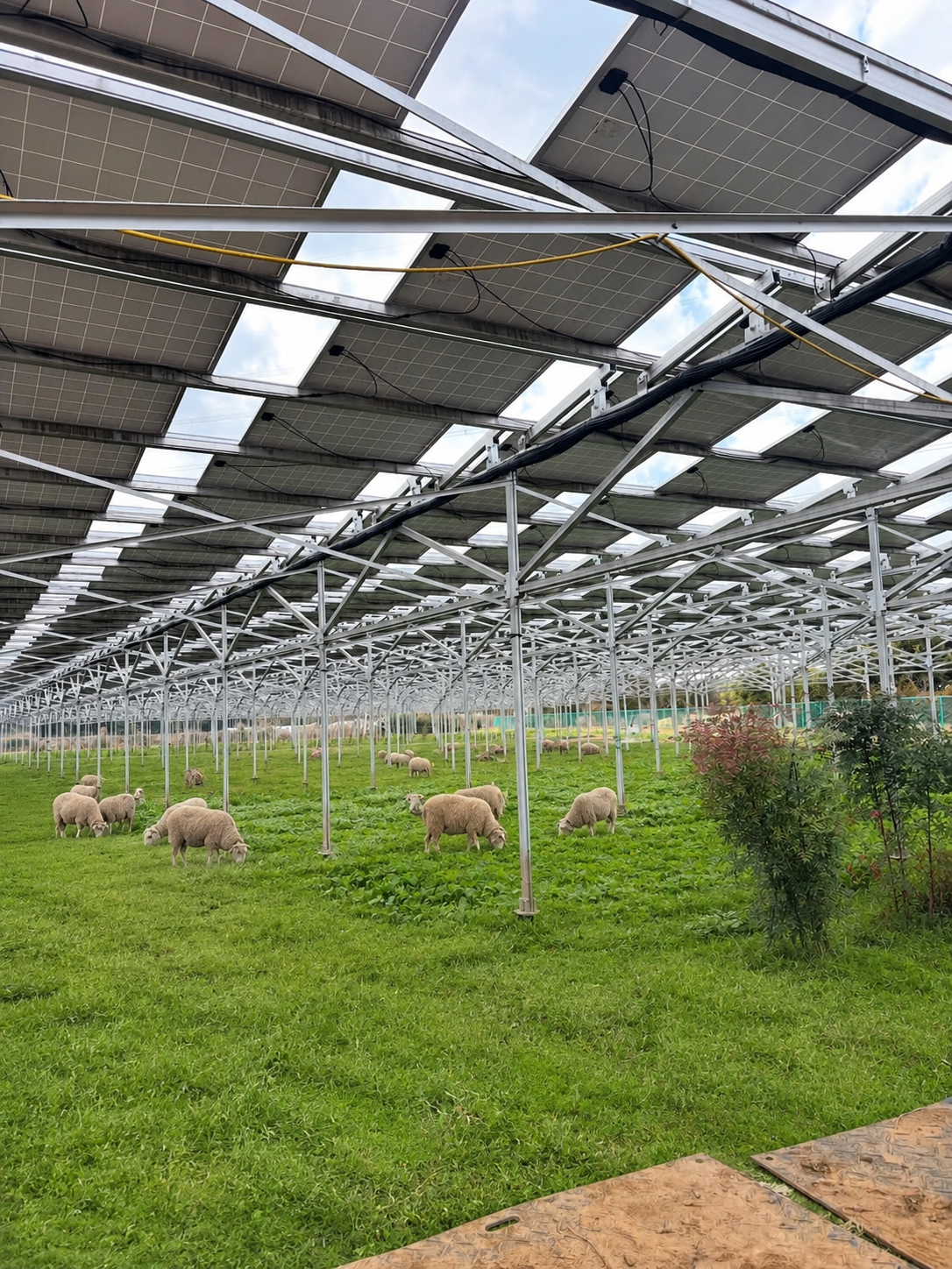 Solar grazing pasture mounting structure with elevated PV panels providing livestock movement clearance, shade and grazing lanes